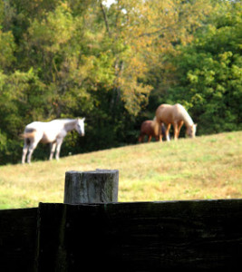 horses in tennessee